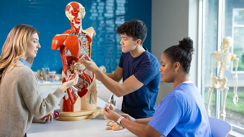 Three nursing students working with a plastic anatomy model in a Galen College classroom